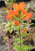 Castilleja latifolia 